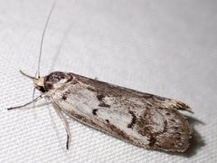 Philobota iphigenes