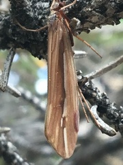 Psychoglypha