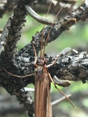 Psychoglypha