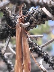 Psychoglypha