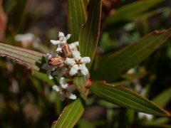 Leucopogon neurophyllus