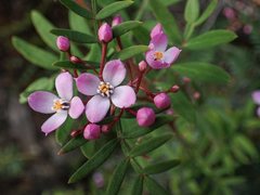 Boronia latipinna