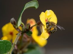 Trichocolletes venustus
