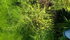 Carex lurida