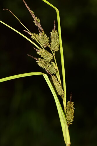 Carex graeffeana observed 2024-06-14