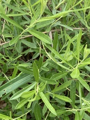 Salix humilis tristis