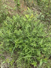 Salix humilis tristis