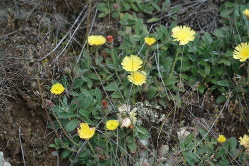 Pilosella peleteriana, 2024-06-14