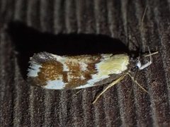 Eulechria clytophanes