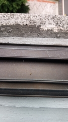 Amphipsocidae