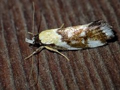 Eulechria clytophanes