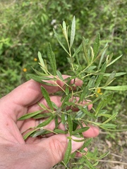 Salix humilis tristis
