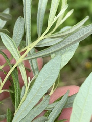 Salix humilis tristis