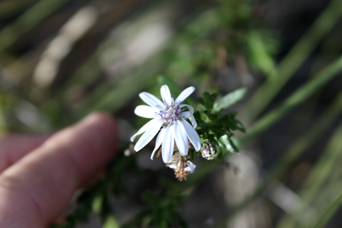 Image of Olearia paucidentata by (c) Malcolm Simard, some rights reserved (CC BY)