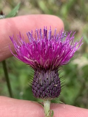 Cirsium carolinianum