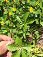Potentilla canadensis