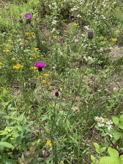 Cirsium carolinianum