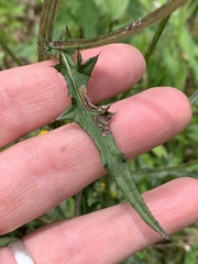 Cirsium carolinianum