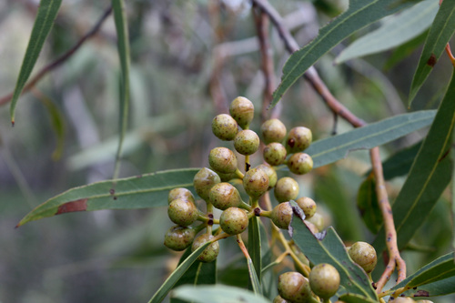 Image of Eucalyptus lane by (c) Malcolm Simard, some rights reserved (CC BY)
