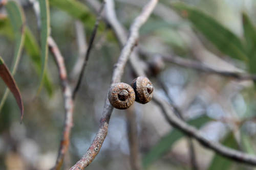 Image of Eucalyptus lane by (c) Malcolm Simard, some rights reserved (CC BY)