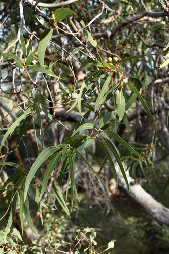 Image of Eucalyptus lane by (c) Malcolm Simard, some rights reserved (CC BY)