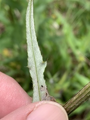 Cirsium carolinianum