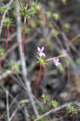 Image of Stylidium repens by (c) Malcolm Simard, some rights reserved (CC BY)