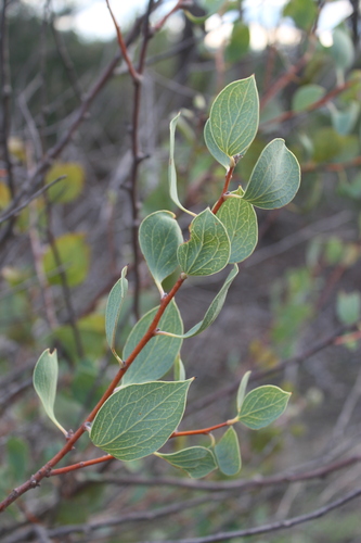 Image of Hakea petiolaris by (c) Malcolm Simard, some rights reserved (CC BY)
