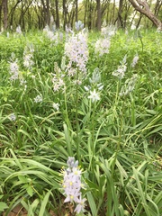 Camassia scilloides