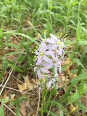 Camassia scilloides