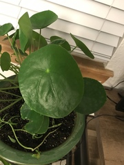 Pilea peperomioides
