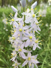 Camassia scilloides