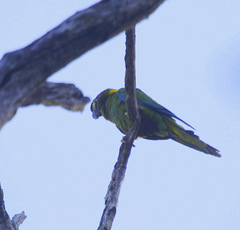 Primolius auricollis