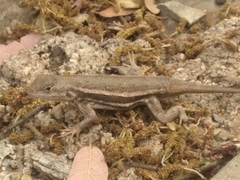 Sceloporus virgatus