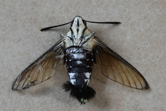 Cephonodes hylas virescens