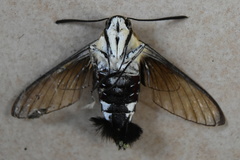 Cephonodes hylas virescens