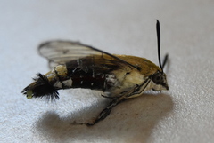 Cephonodes hylas virescens