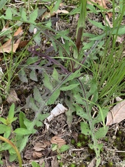 Lactuca hirsuta