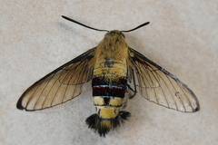 Cephonodes hylas virescens