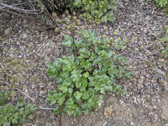 Tauschia arguta