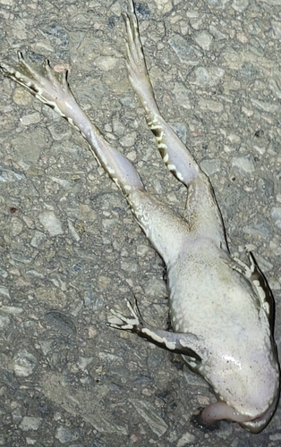 Black-spotted Frog