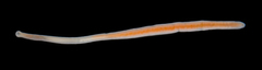 Ototyphlonemertes duplex