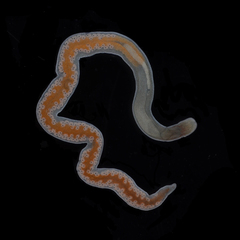 Ototyphlonemertes duplex