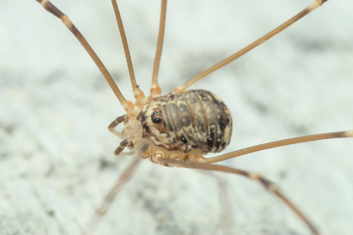 Leiobunum apenninicum