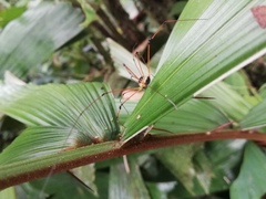 Sibambea rotunda