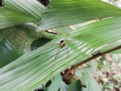 Sibambea rotunda
