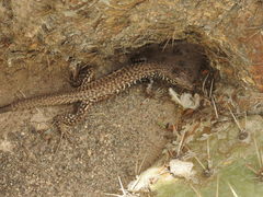 Marbled Whiptail