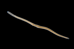 Nemertopsis flavida