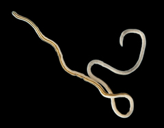Nemertopsis bivittata