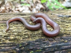 Carphophis amoenus helenae